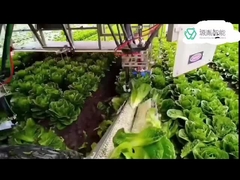 Sistemas de braço resistentes do robô de Kuka para robôs do DELTA do KR em segurar o braço de empacotamento de 7 Dof